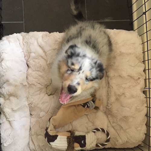 Merle-colored old-time Scotch collie puppy yawning up at you from inside his puppy pen, where he sits on a cushion next to a cow toy