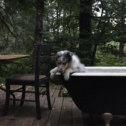 Merle-colored old-time Scotch collie puppy considers how to climb out of empty bathtub on an old plank floor under a forest canopy of Douglas fir