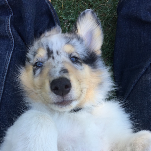 Merle-colored old-time Scotch collie puppy lies on his back between your knees, looking sweetly up at you while you rub his belly